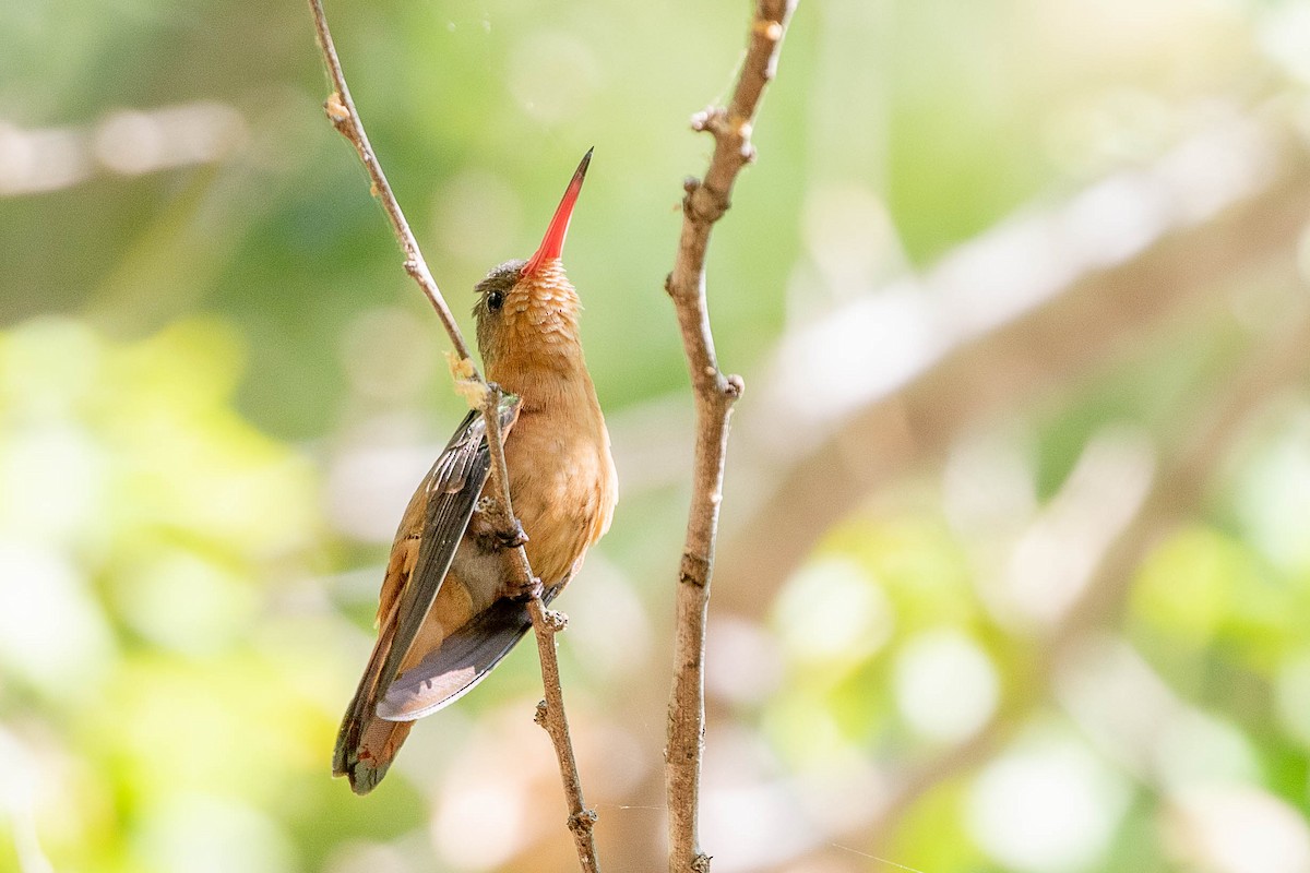 kolibřík ryšavý - ML394456331