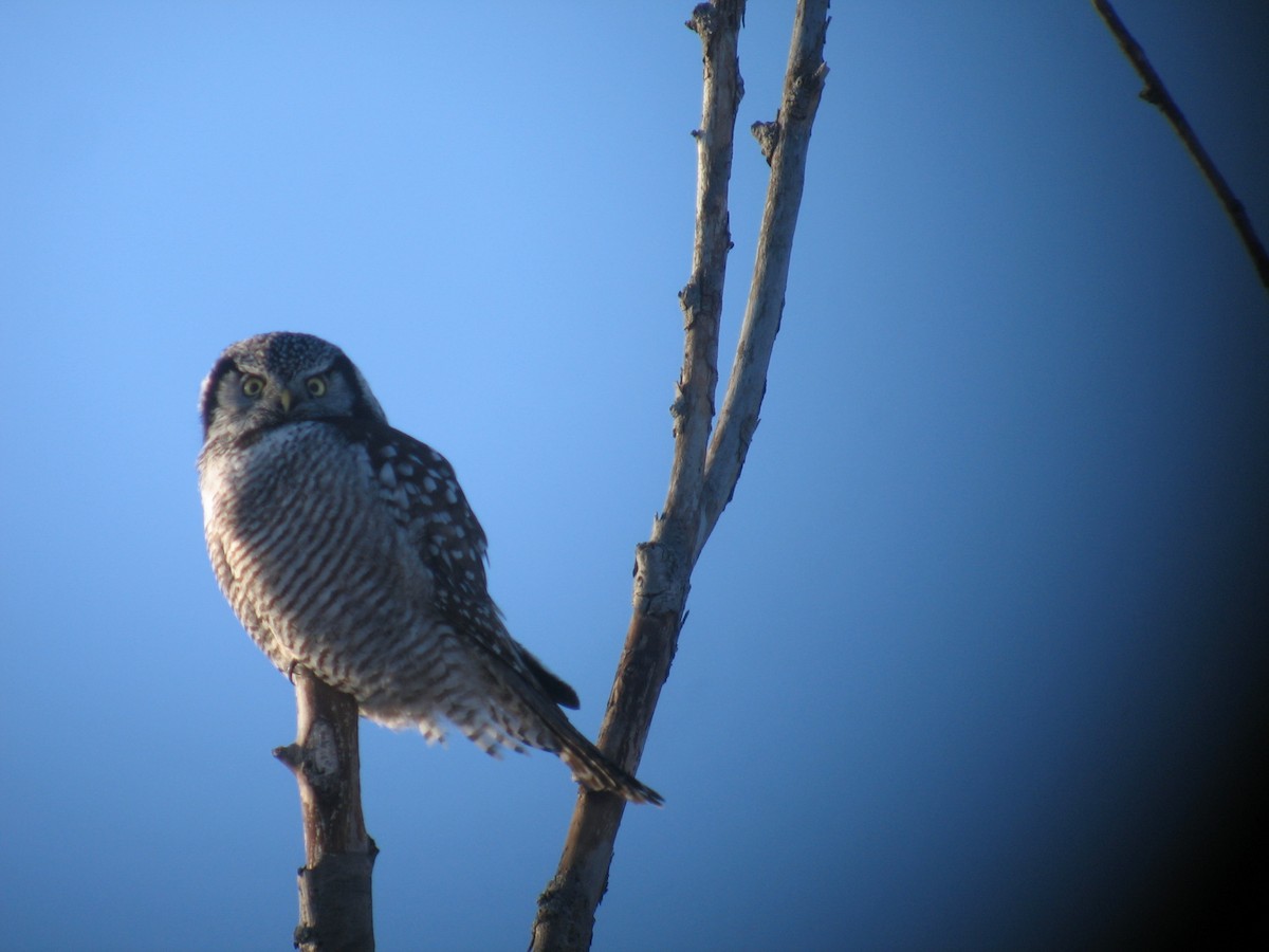 Northern Hawk Owl - ML39445811