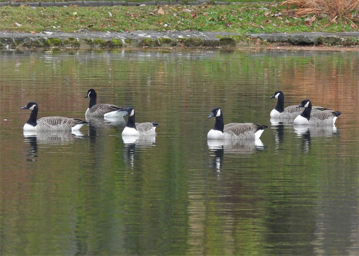 Canada Goose - ML394459041