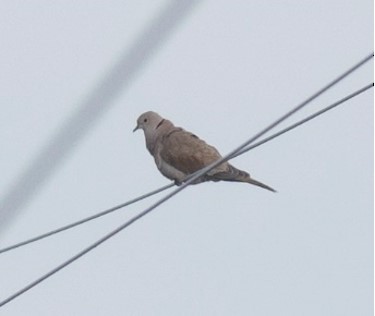 Eurasian Collared-Dove - ML394459061
