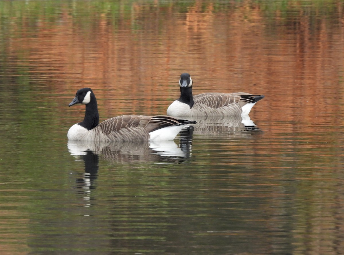 Canada Goose - ML394459081