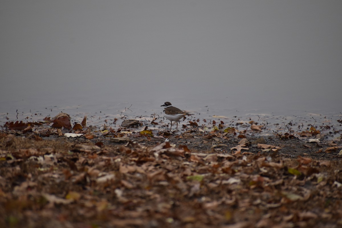 Killdeer - ML394461011