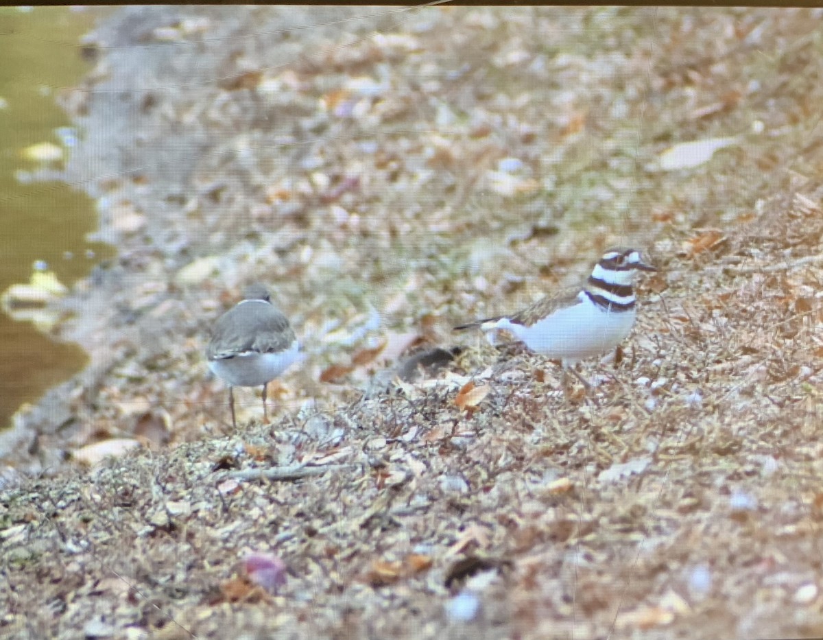 Killdeer - ML394461031