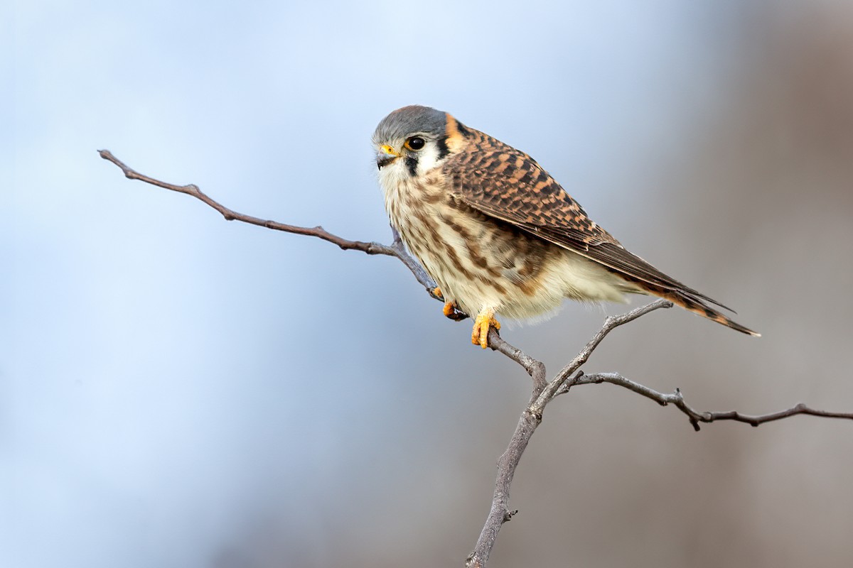 American Kestrel - Brad Imhoff