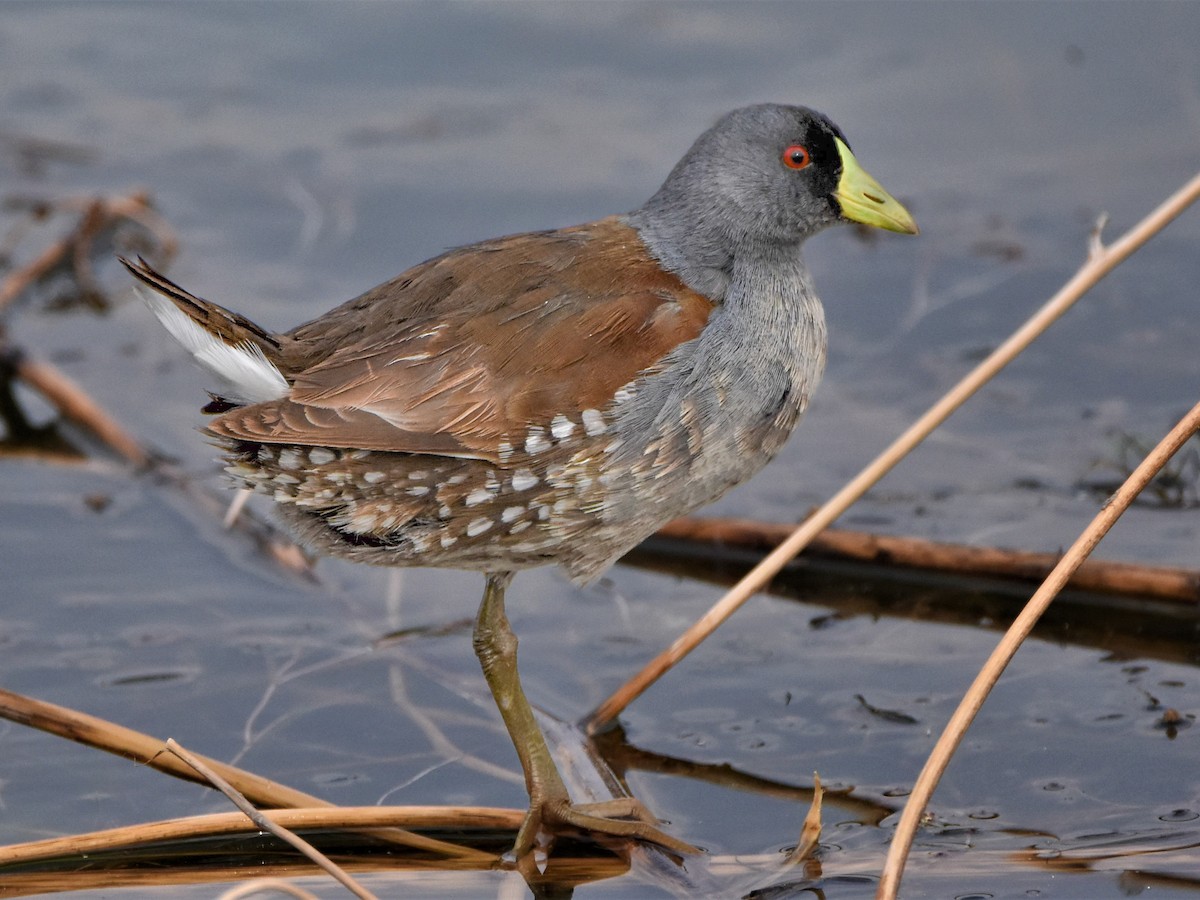 Spot-flanked Gallinule