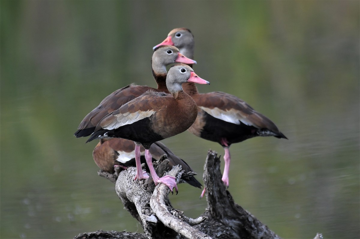 Black-bellied Whistling-Duck - joe wolf