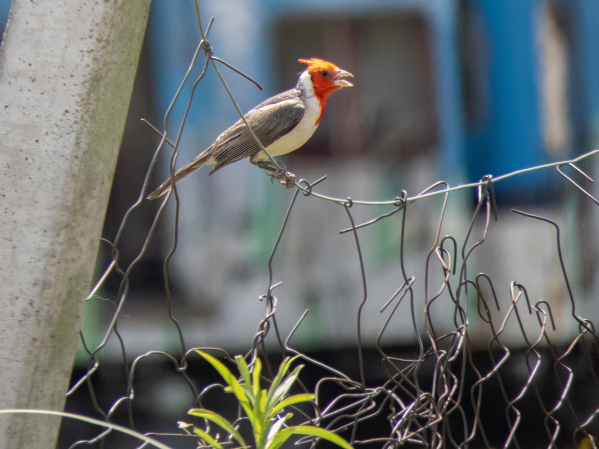 Red-crested Cardinal - ML394464061