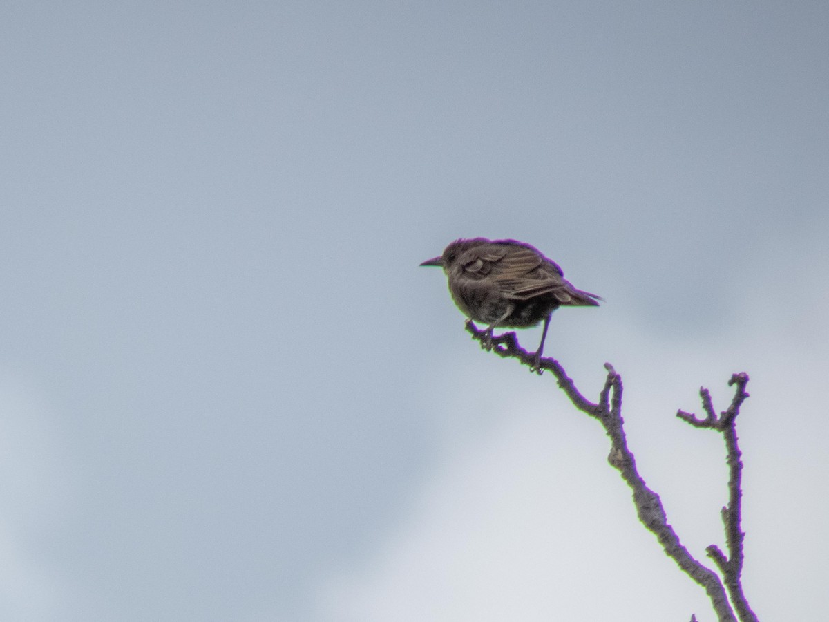 European Starling - ML394464181