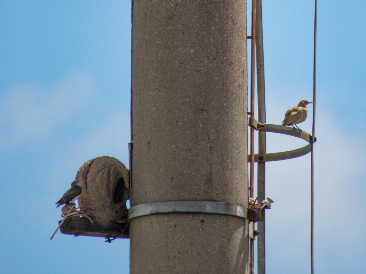 Brown-chested Martin - ML394464301