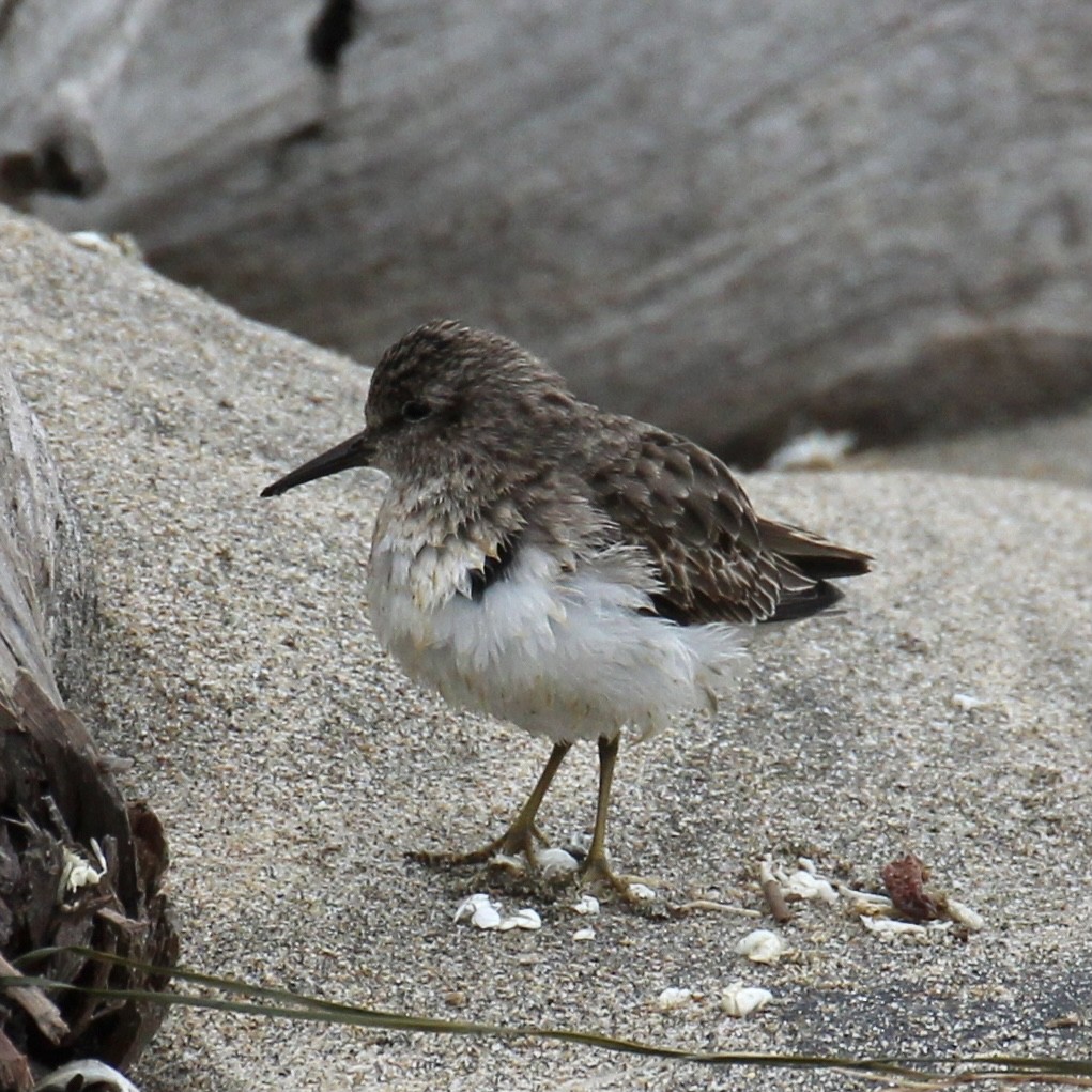 Least Sandpiper - ML394464551