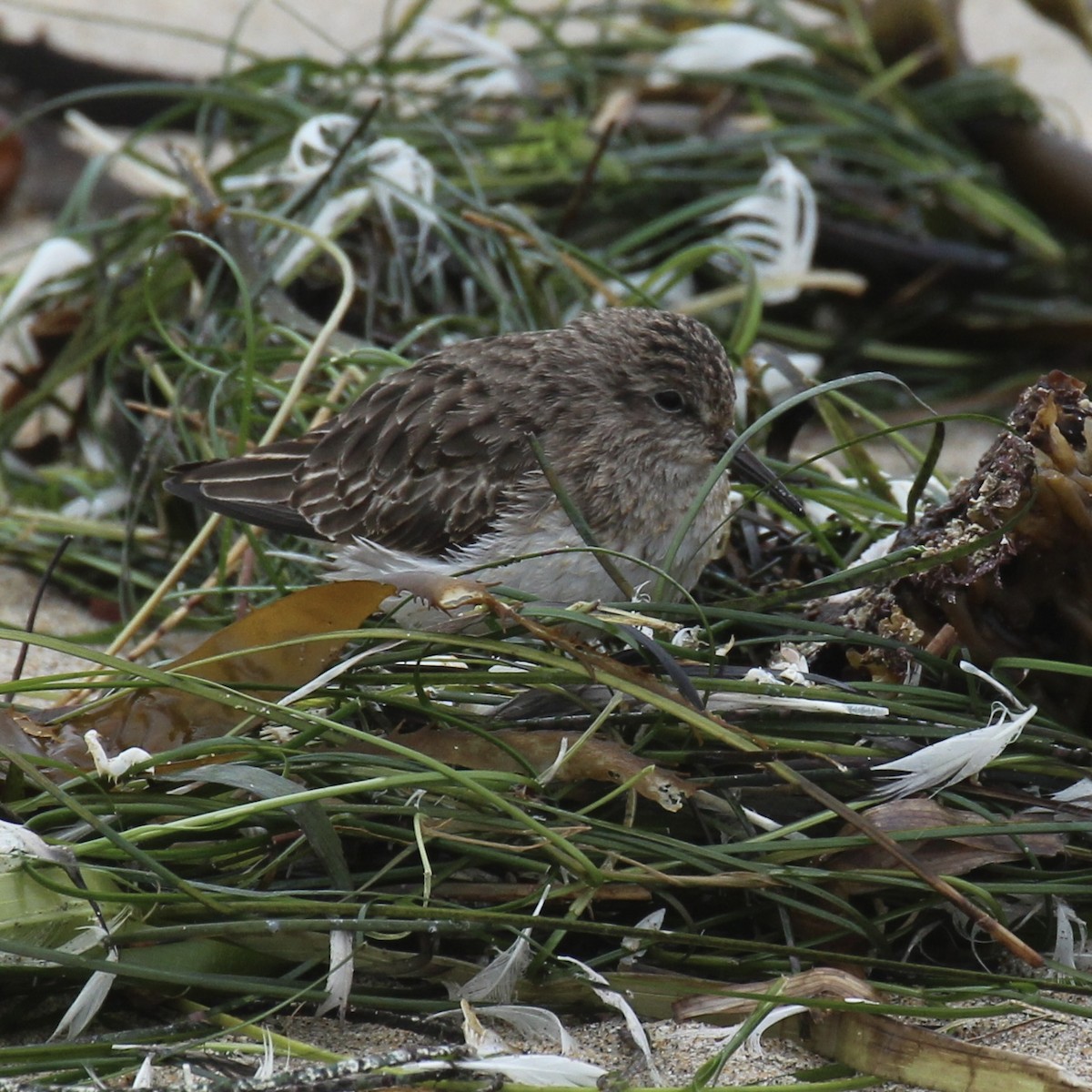 Least Sandpiper - ML394464571