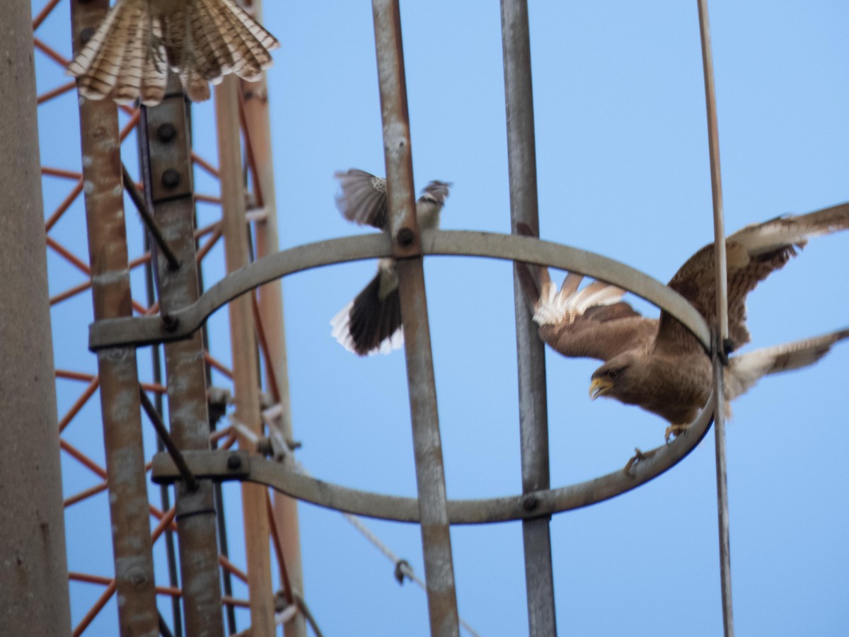 Chimango Caracara - ML394464641