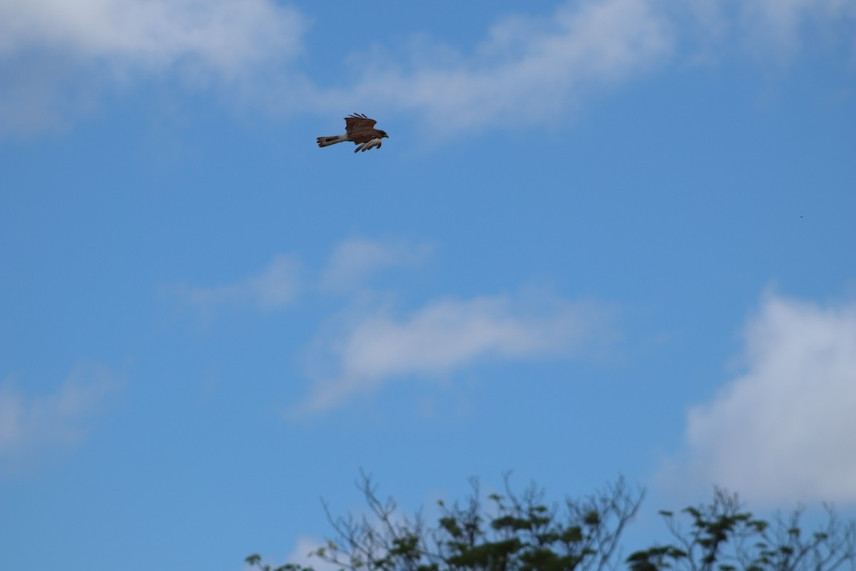 Chimango Caracara - ML394464811