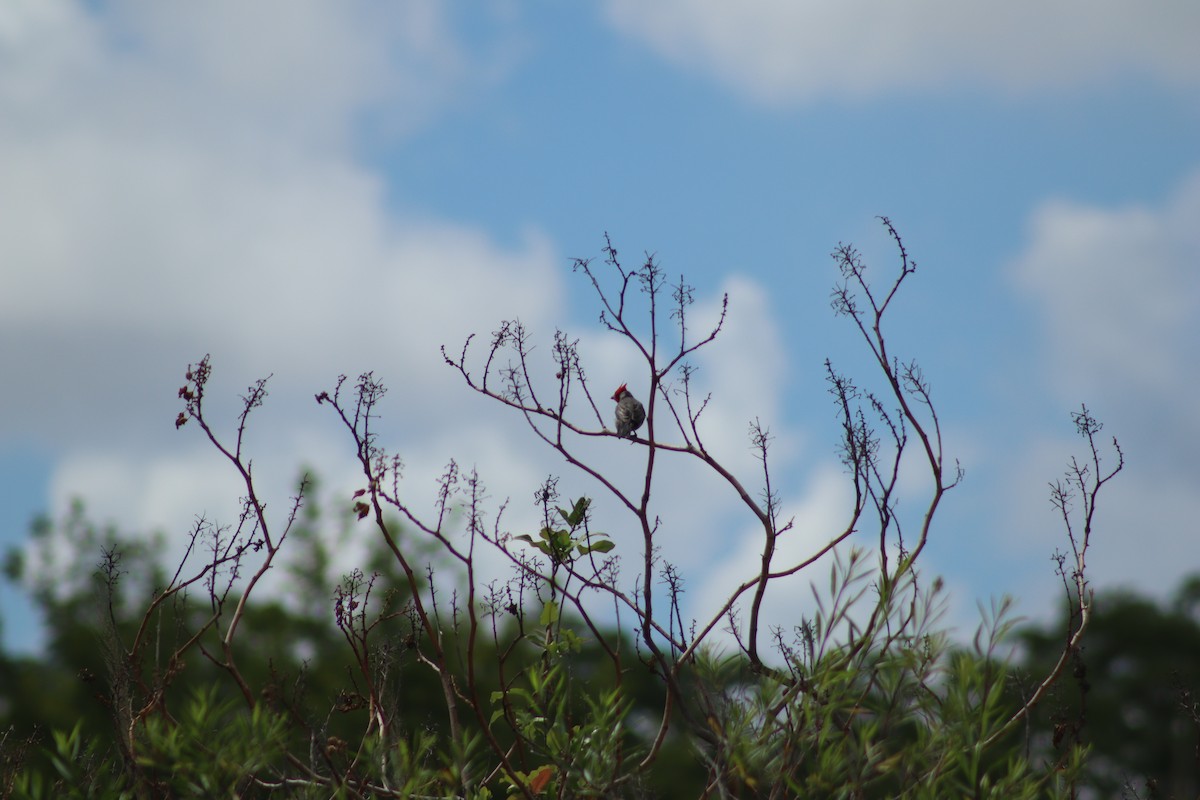 Red-crested Cardinal - ML394465521