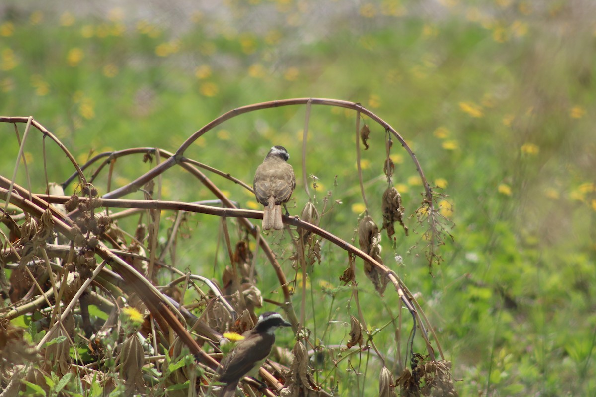 Great Kiskadee - ML394465691