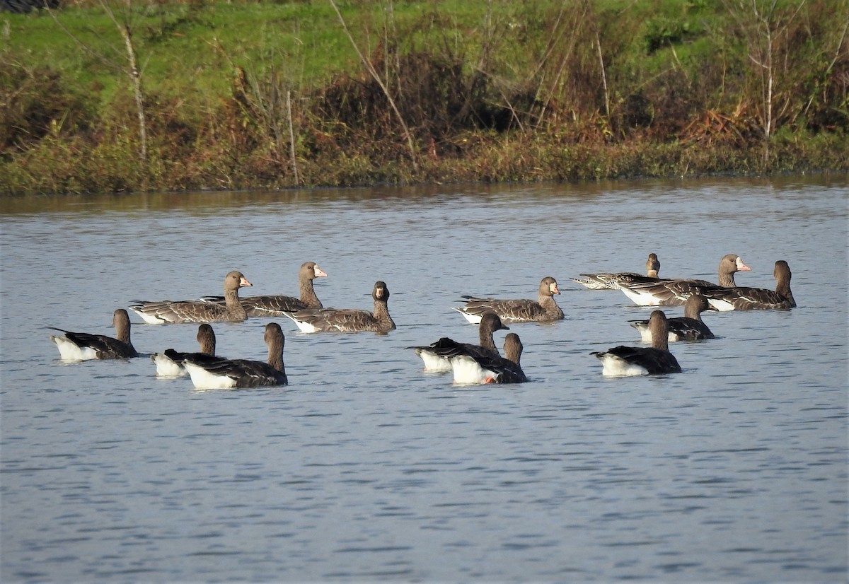 Greater White-fronted Goose - ML394465721
