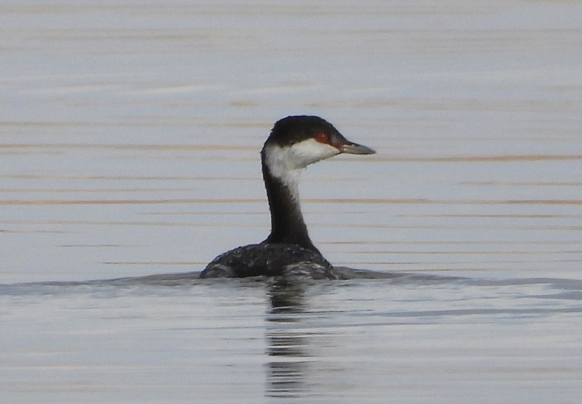 Horned Grebe - Ron Furnish