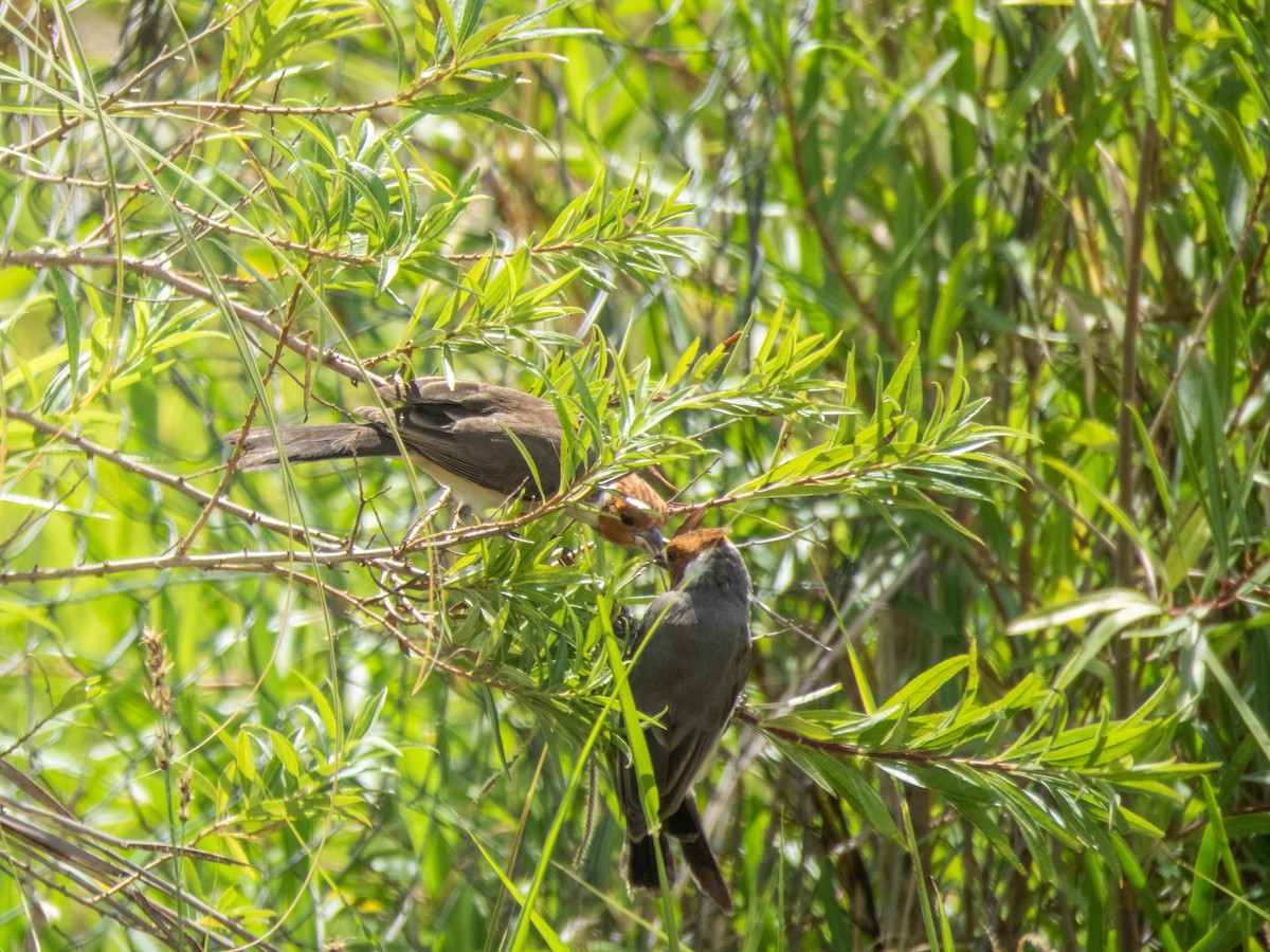 Red-crested Cardinal - ML394465771