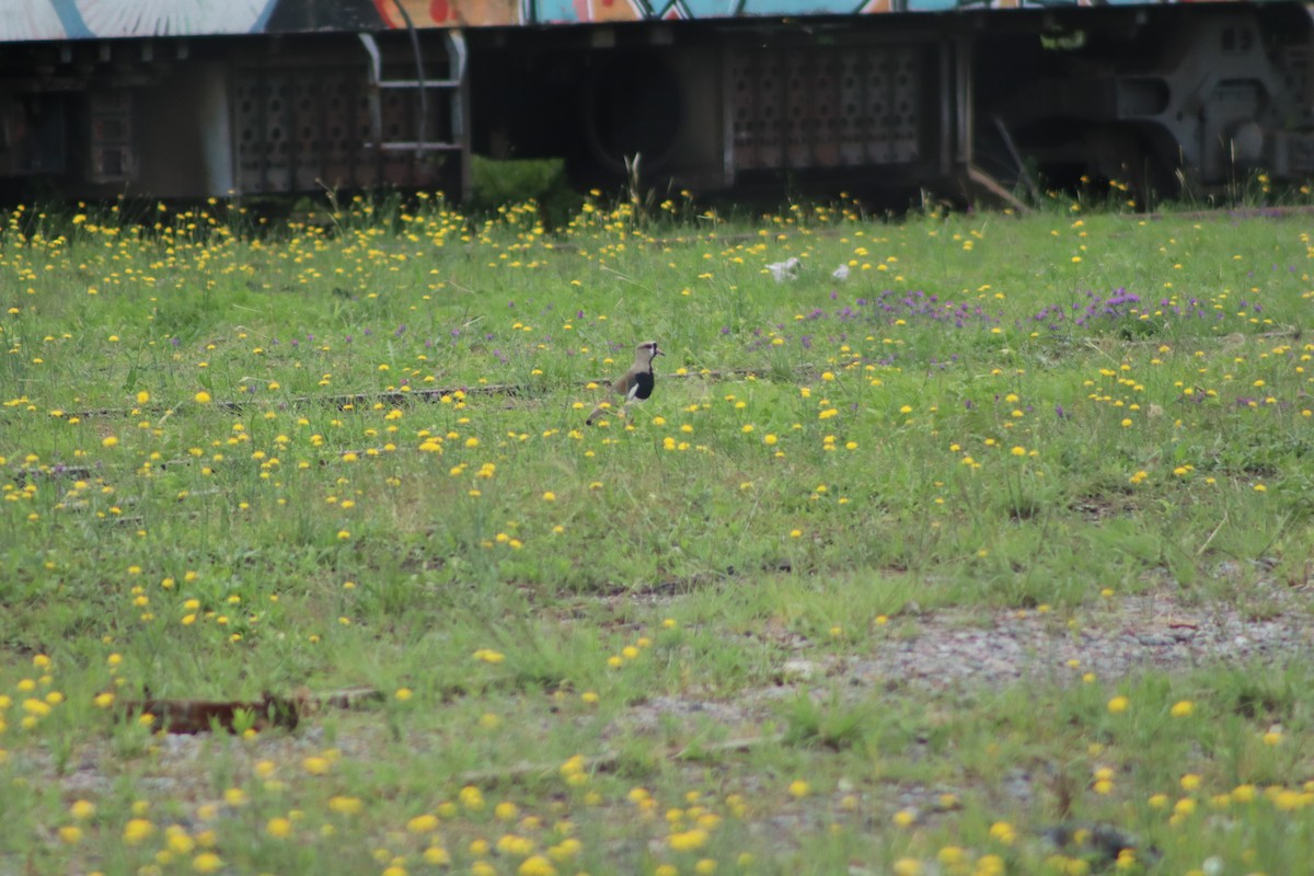 Southern Lapwing - ML394465811