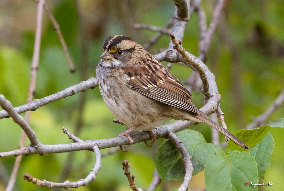 White-throated Sparrow - Suzanne Labbé