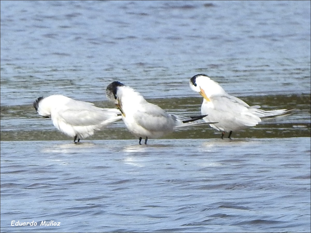 Sandwich Tern - Hermann Eduardo Muñoz