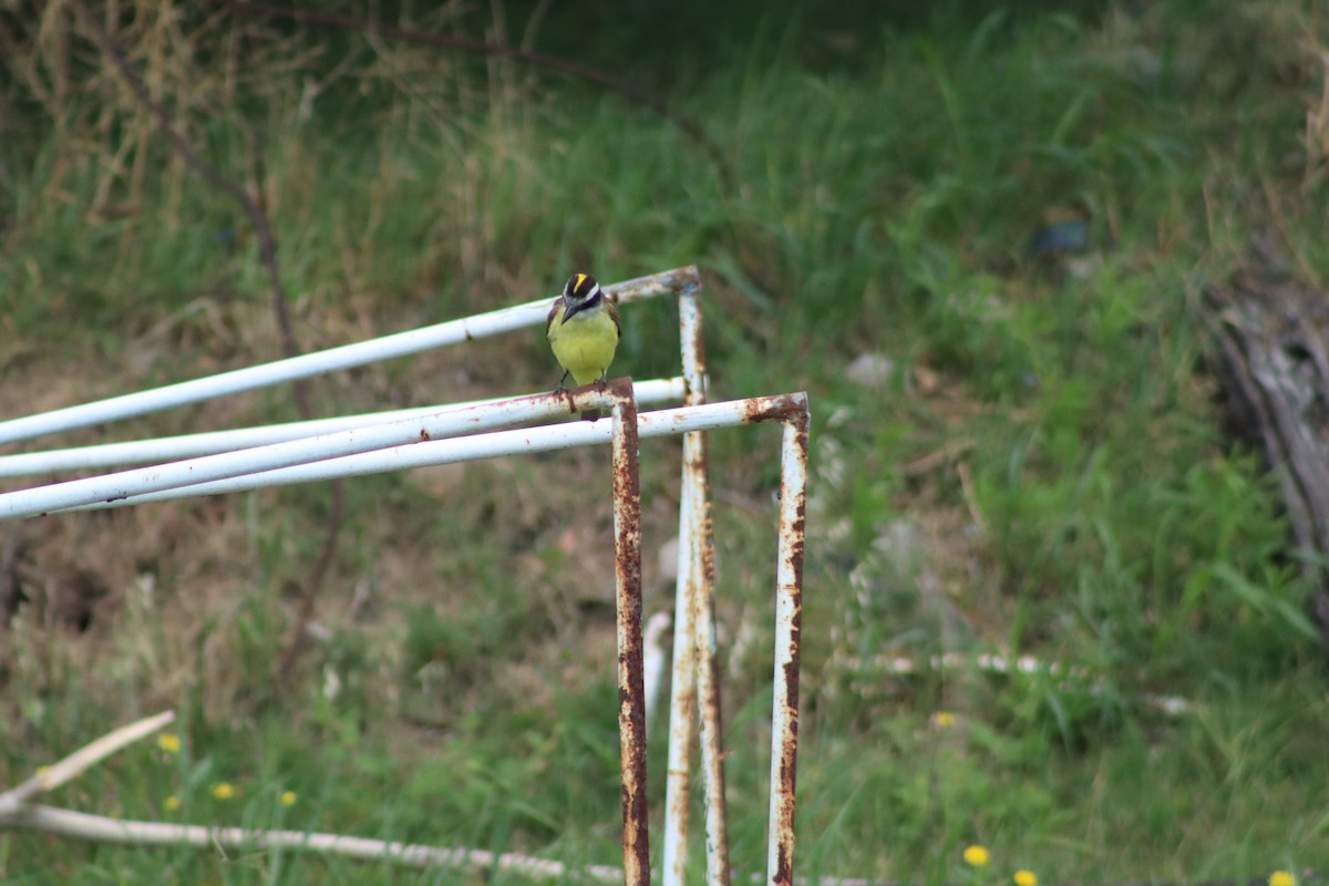 Great Kiskadee - ML394466871