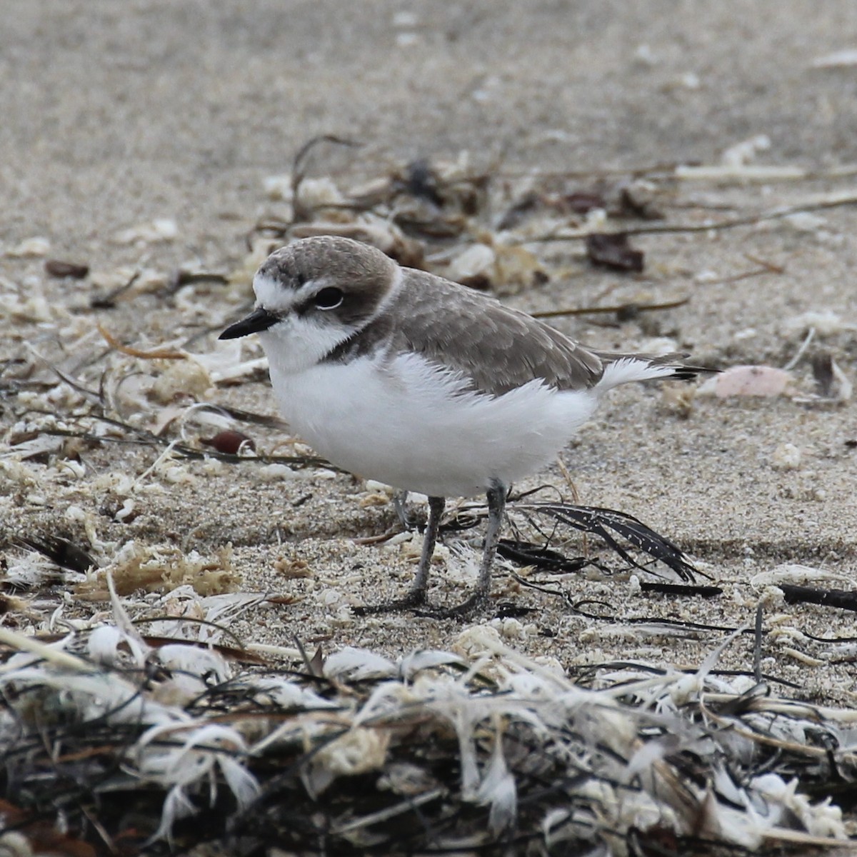 Snowy Plover - ML394468191