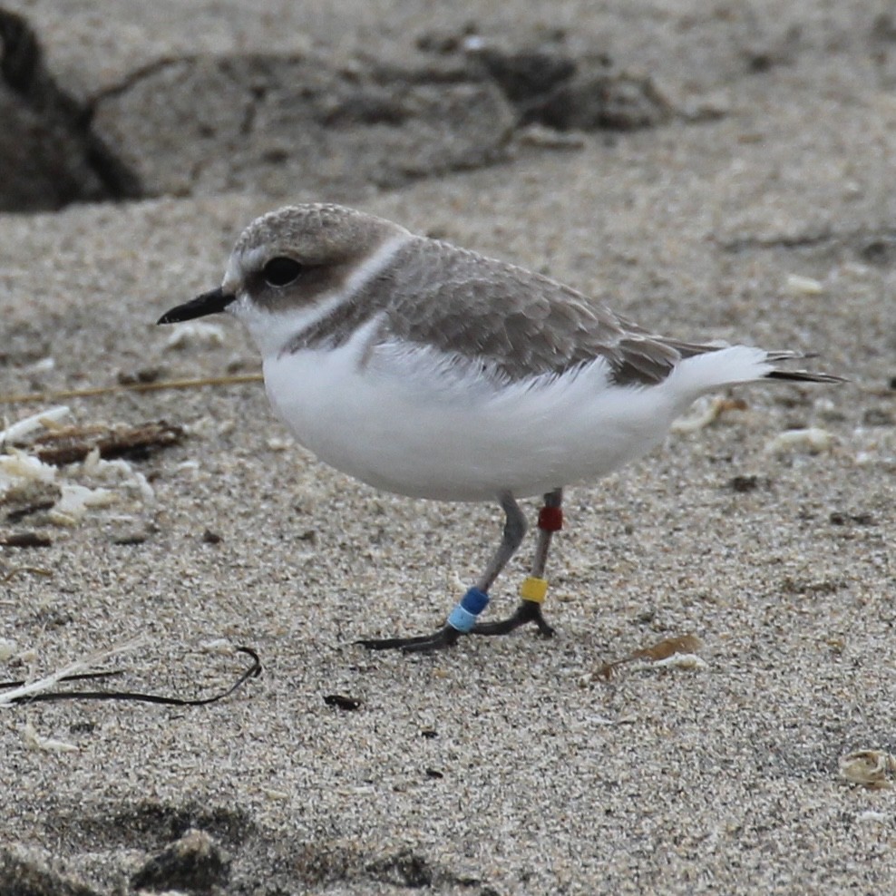 Snowy Plover - ML394468201