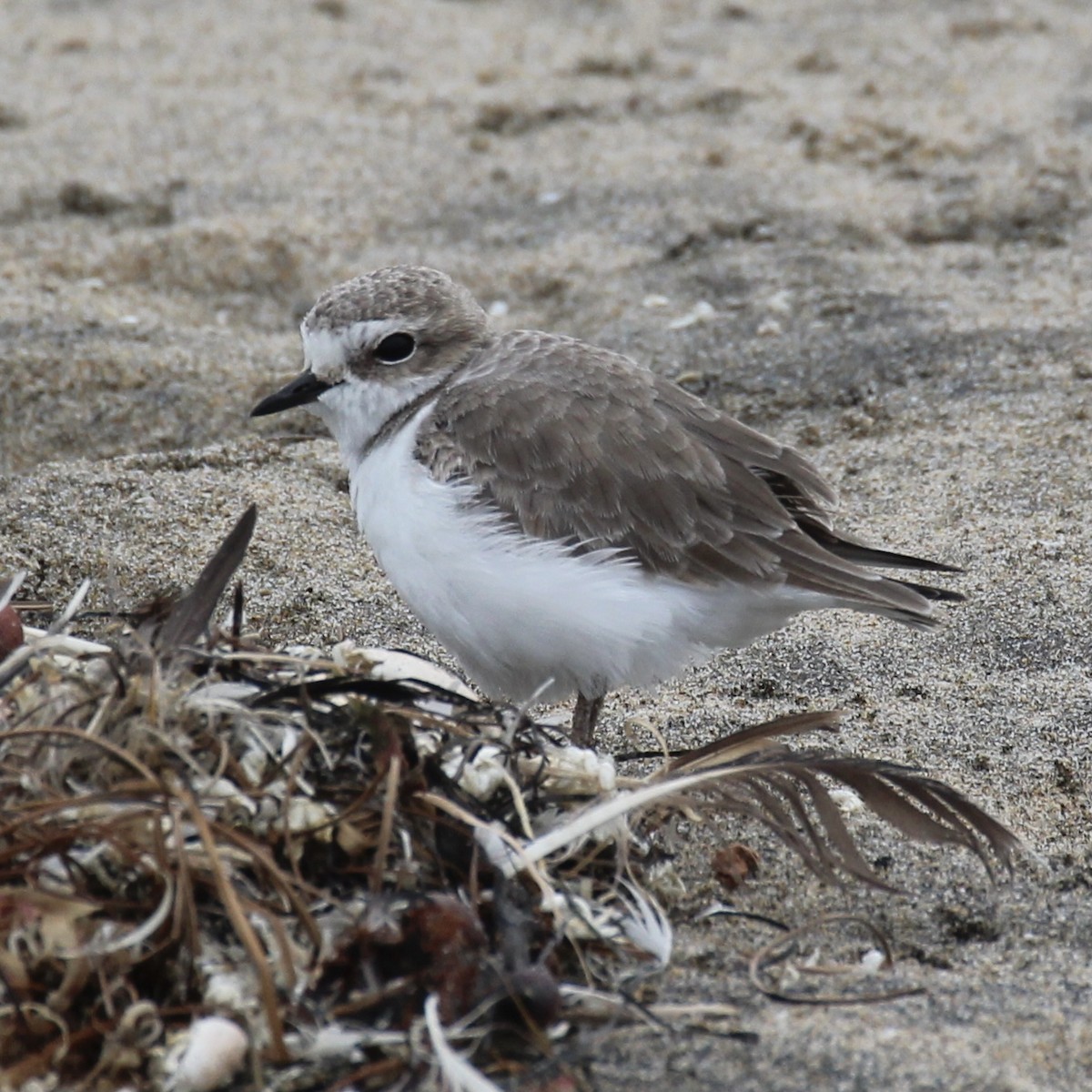 Snowy Plover - ML394469471
