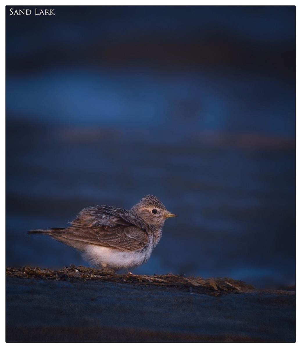 Sand Lark - Leons Mathew Abraham