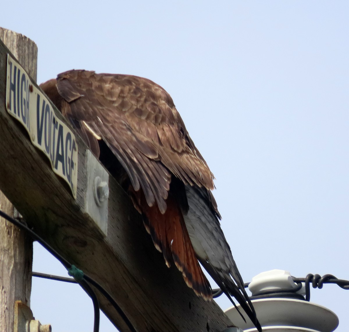 Red-tailed Hawk - ML394470221