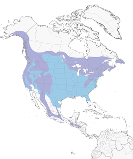 Distribution of the Brown Creeper - Range Map