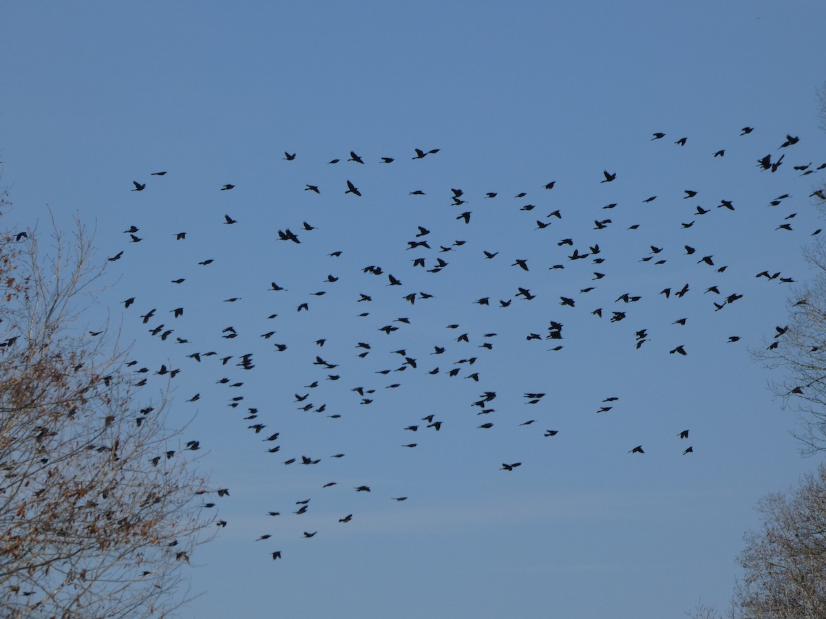 Common Grackle - ML394472451