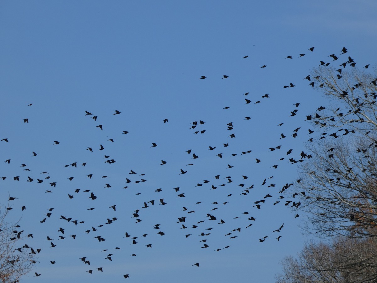 Common Grackle - ML394472471