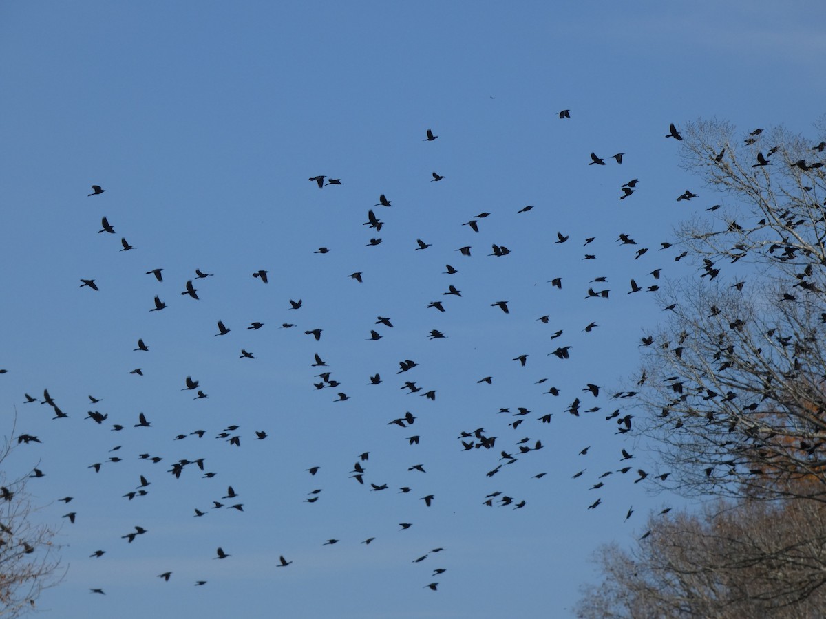 Common Grackle - ML394472481