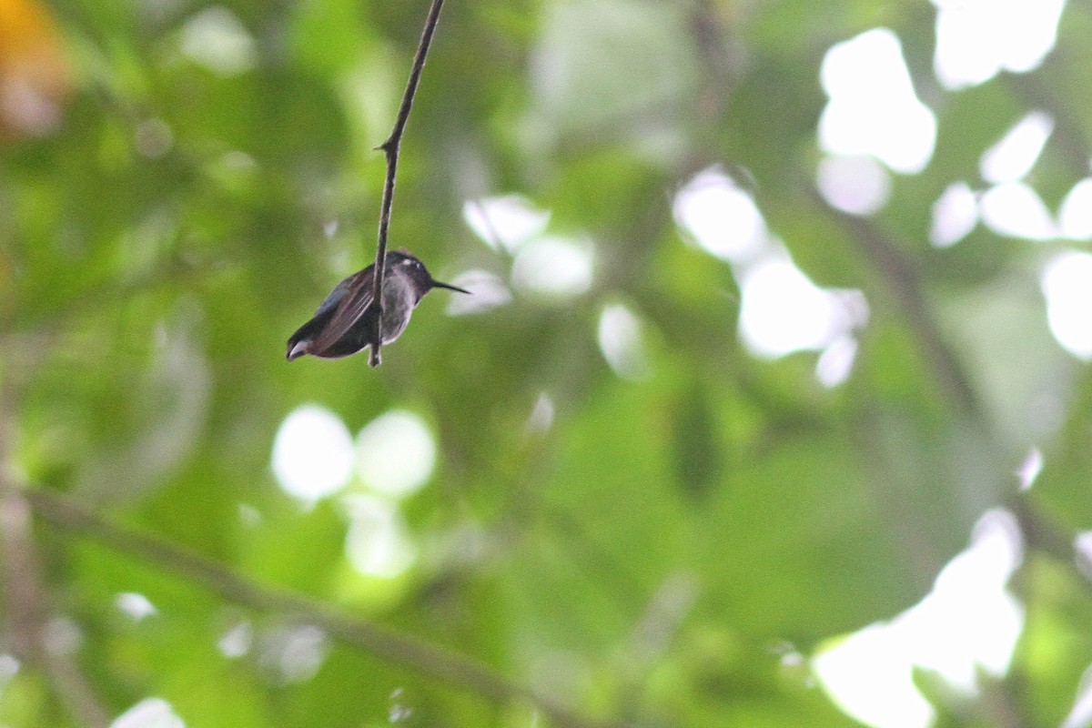 Violet-headed Hummingbird - ML394472801