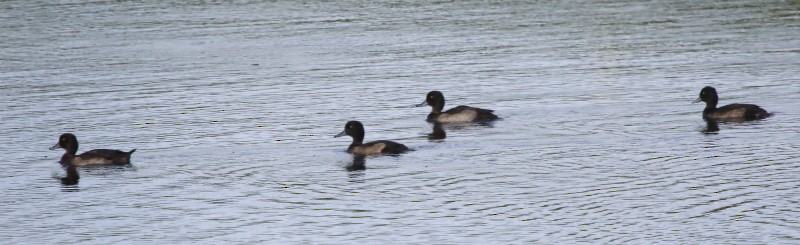 Tufted Duck - ML394473671