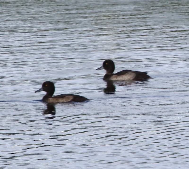 Tufted Duck - ML394473701