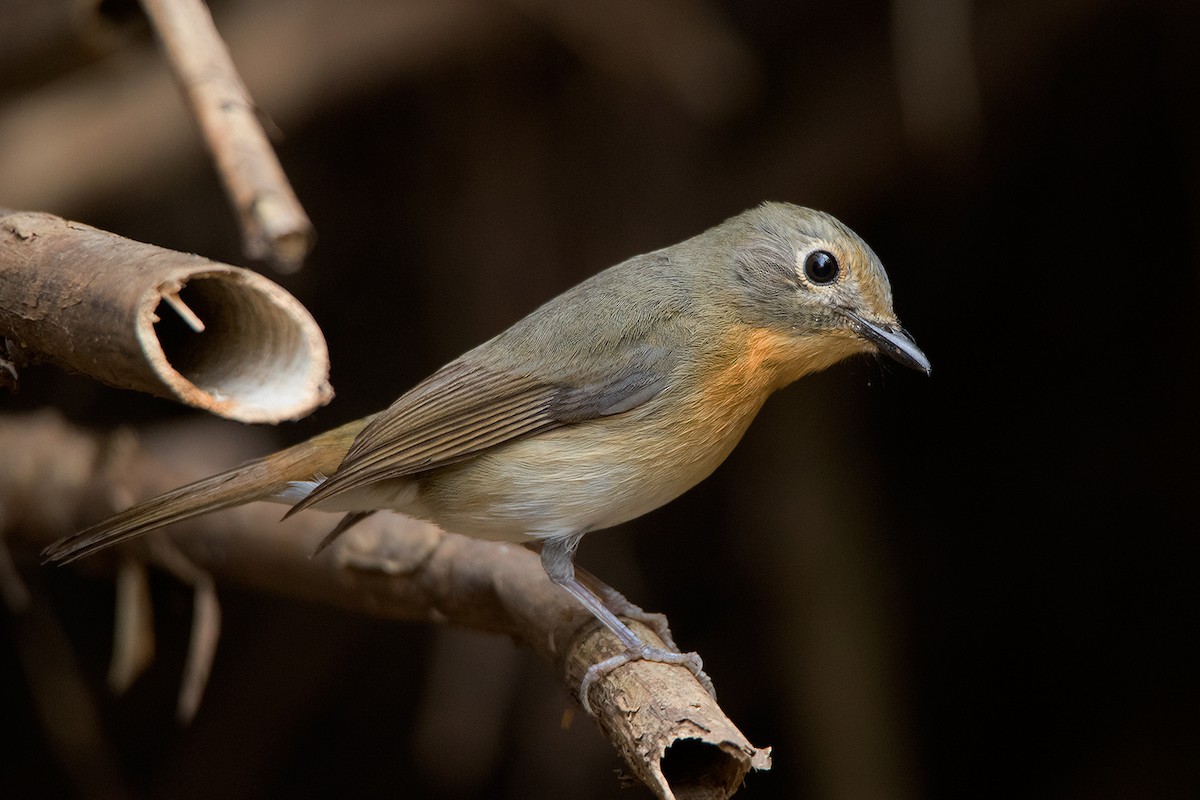 Hill Blue Flycatcher - ML394475091