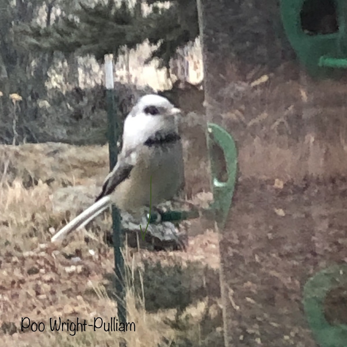 Black-capped Chickadee - ML394475561