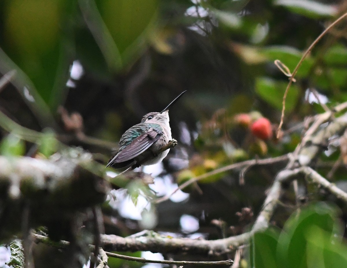 Wedge-tailed Sabrewing (Curve-winged) - Joshua Vandermeulen