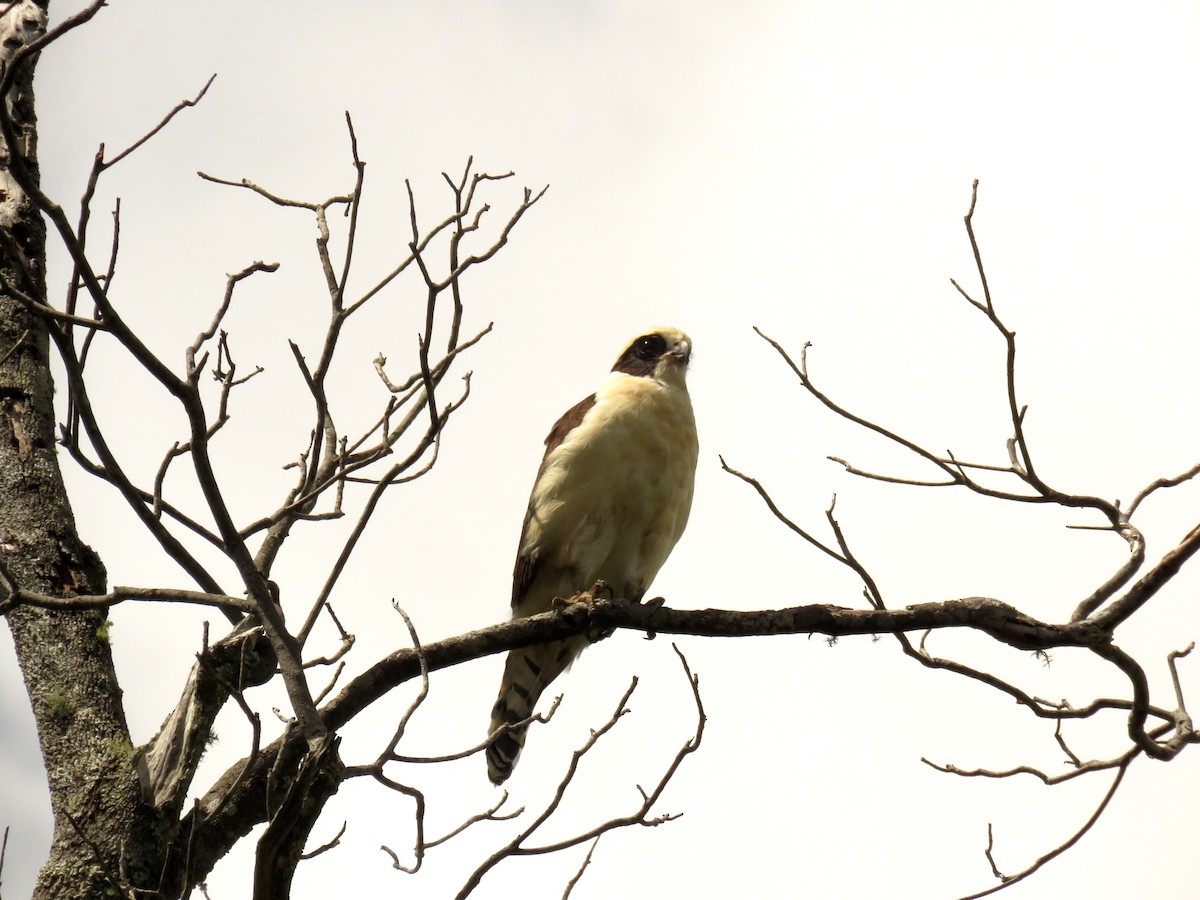 Laughing Falcon - ML394478691