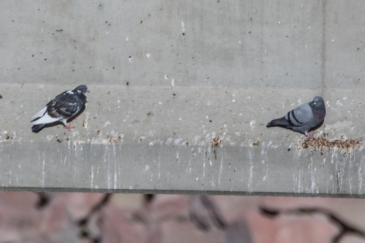 Rock Pigeon (Feral Pigeon) - ML394479421