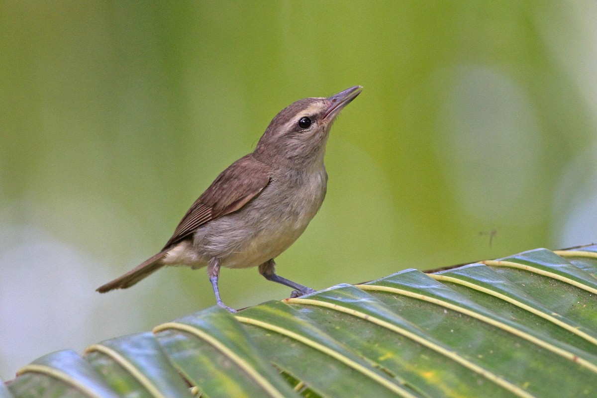 Yucatan Vireo - ML394479501