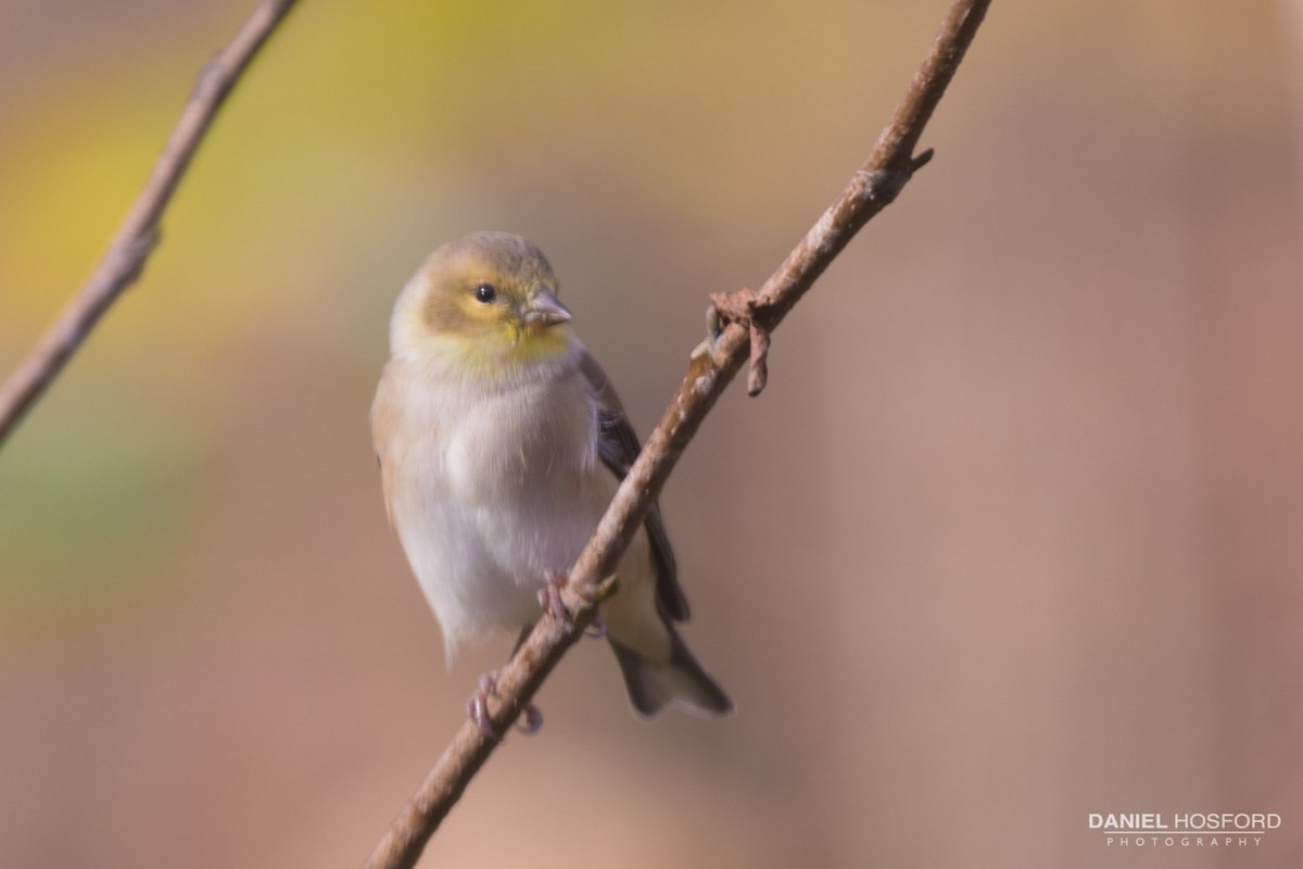 American Goldfinch - ML39447991