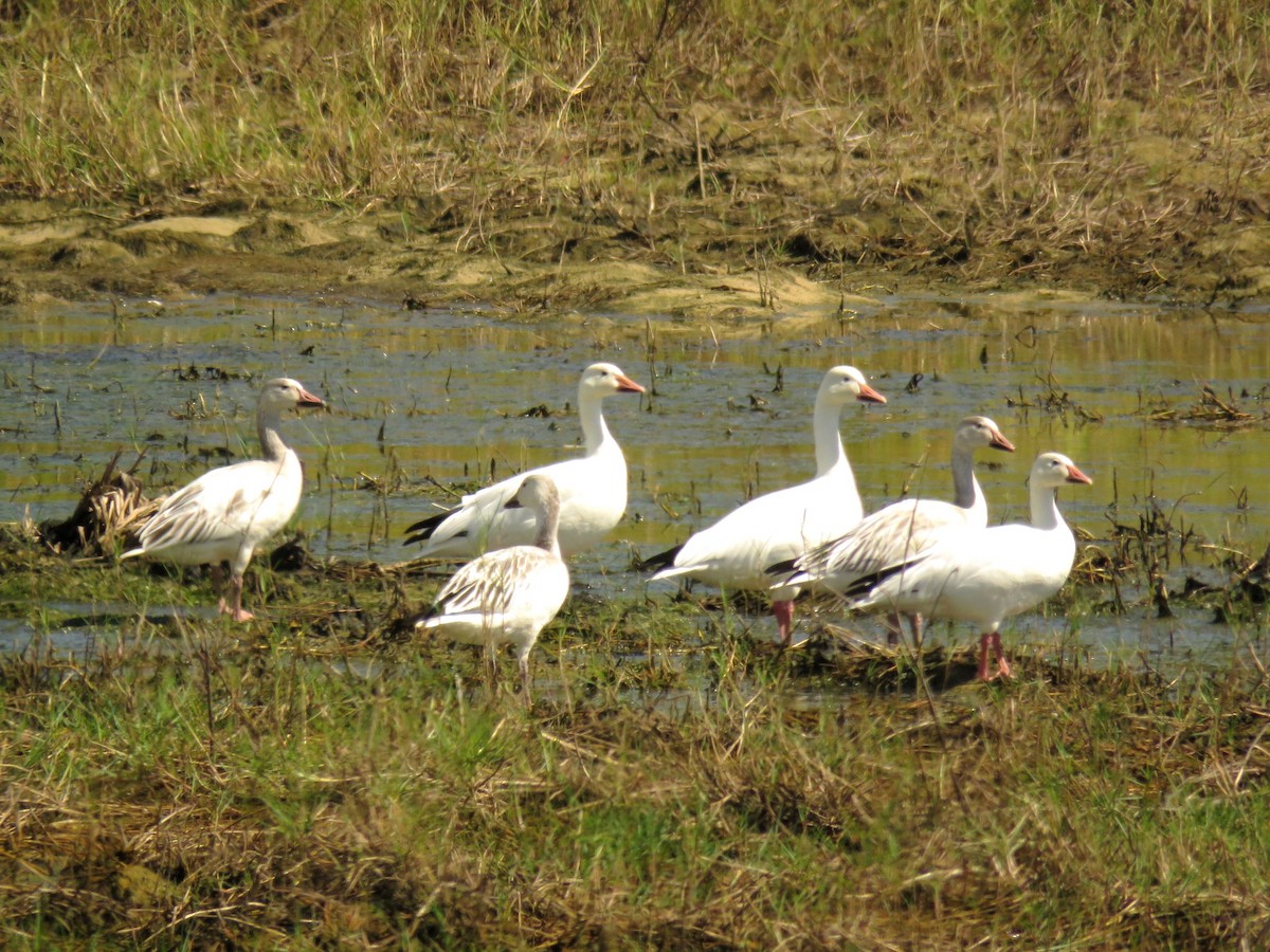 Oca delle nevi - ML394479921