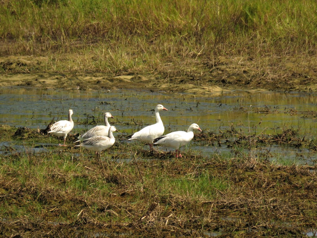 Oca delle nevi - ML394479941