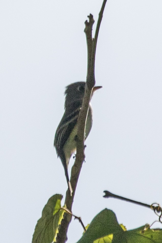 Mosquero Mínimo - ML394480231