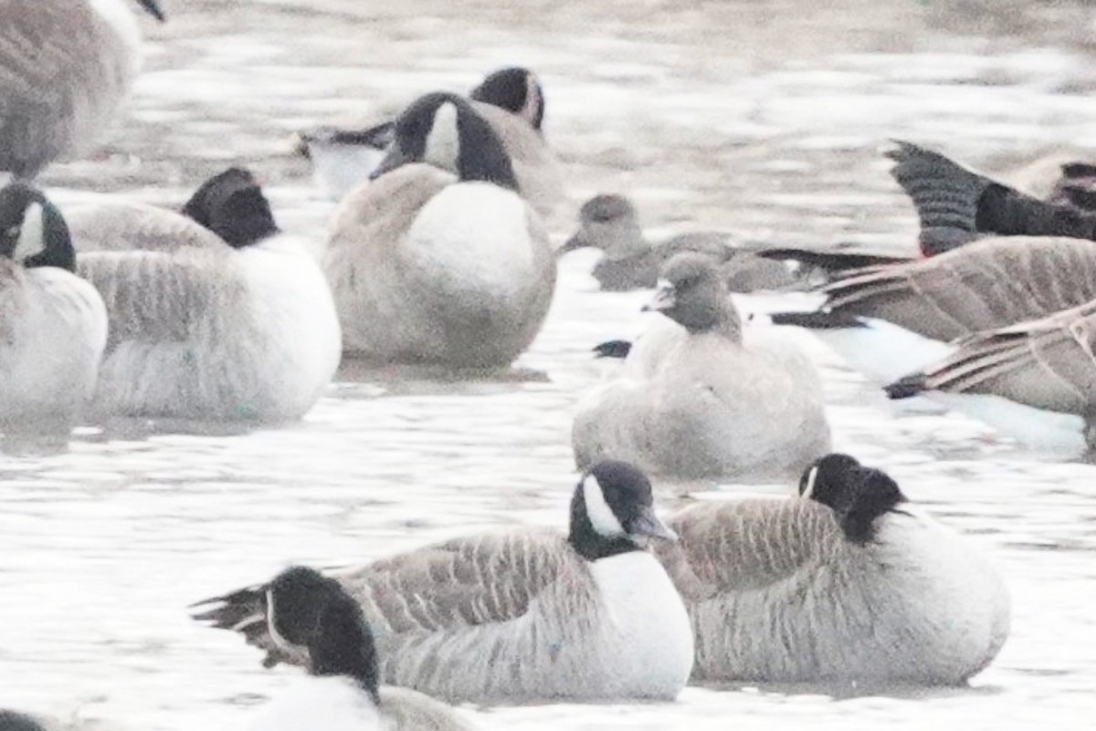 Pink-footed Goose - ML394482511