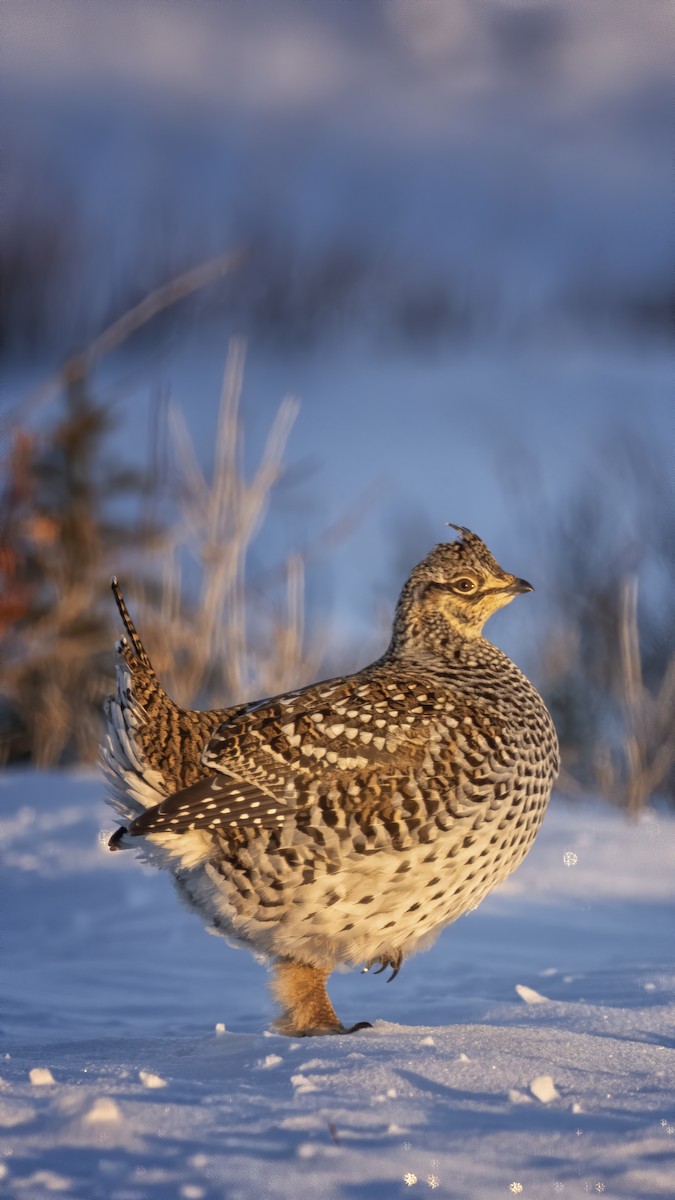 Sharp-tailed Grouse - ML394484321